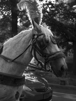 Clydesdale Horse in Central Park