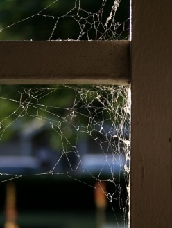 Cobwebs in a Window